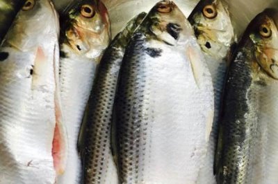 海鯽魚的產(chǎn)地，我國主要分布于黃海北部和渤海