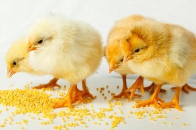 雛雞的飼料價(jià)格，通常在2500左右一噸
