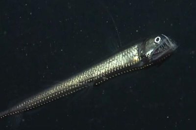 毒蛇魚(yú)屬于什么魚(yú),是巨口魚(yú)科蝰魚(yú)屬深海魚(yú)類