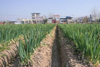 大蔥怎么育苗，9-10月份可開(kāi)溝條播
