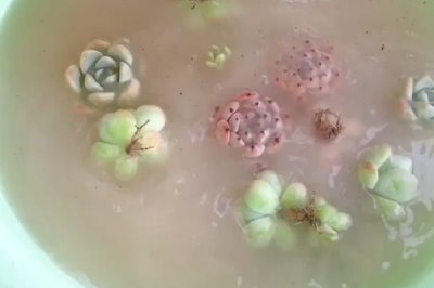 使用多菌靈要注意什么，蔬菜收獲前5天需停用