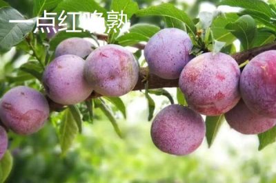 早紅李的產(chǎn)地，原產(chǎn)于日本