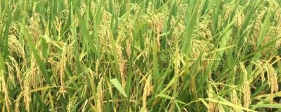 旌1優(yōu)華珍水稻種子介紹，每畝有效穗數(shù)15.3萬穗