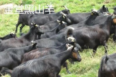 四川省金堂縣的特產(chǎn)，金堂鐵皮石斛作用好但市場(chǎng)價(jià)格很高