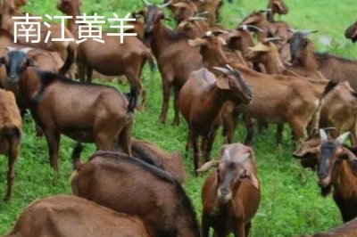 哪些羊適合在南方地區(qū)養(yǎng)，黑山羊、南江黃羊、黃淮山羊等品種均可養(yǎng)殖