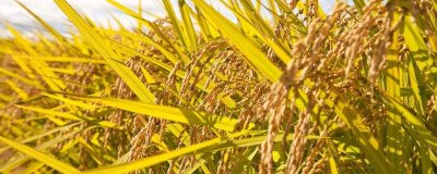 嘉優(yōu)11號水稻品種簡介，紋枯病抗性為高抗