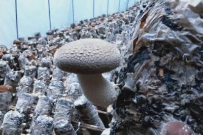 種植香菇注水后要悶棚多久,一般不需要悶棚、通風(fēng)換氣可刺激出菇