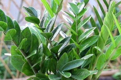 金錢樹冬季的養(yǎng)殖方法，需確保室內(nèi)溫度在15℃以上