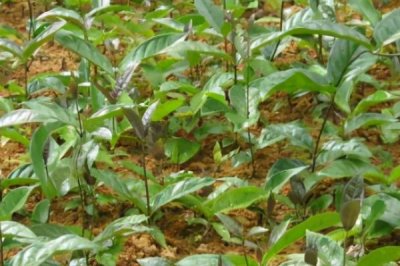 巴戟天栽培技術(shù)，選擇有一定肥力的砂壤土