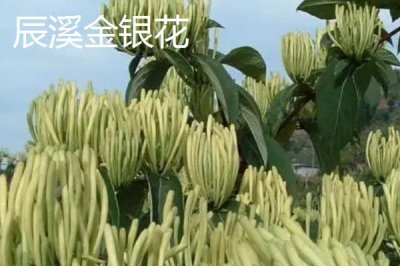 懷化辰溪的特產(chǎn)，當?shù)赜筒璺N植面積非常廣