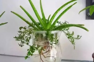 蘆薈水培養(yǎng)殖方法，選擇株型小巧的品種