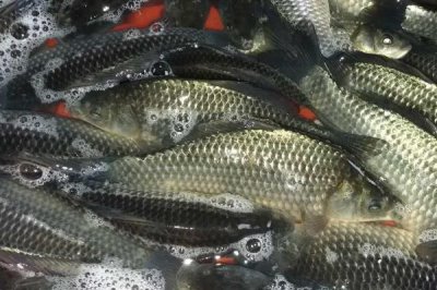養(yǎng)殖鯽魚(yú)的注意事項(xiàng)，飼養(yǎng)密度過(guò)大容易浮頭