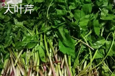 大葉芹和小葉芹有什么區(qū)別，前者屬于傘形科茴芹屬、后者屬于傘形科羊角芹屬