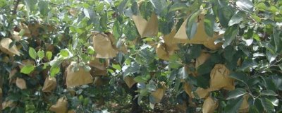 蘋果園6月如何管理，及時套袋