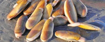 象牙蚌的價格，野生的在700-1000元/斤