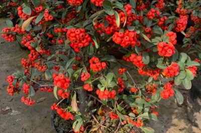 火棘樹盆栽多久澆一次水，出苗后早晚各一次