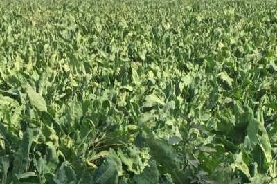 種植板藍根的成本，畝成本大約需要575元左右