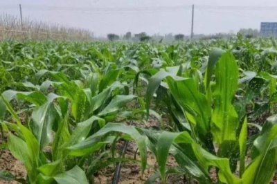 種玉米每畝施肥多少，每畝施入的有機(jī)肥不可低于4000公斤