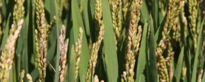 荷優(yōu)絲苗水稻品種簡介，秈型三系雜交水稻品種