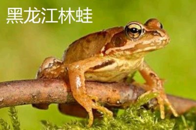 黑龍江的特產(chǎn)，是“大馬哈魚之鄉(xiāng)”