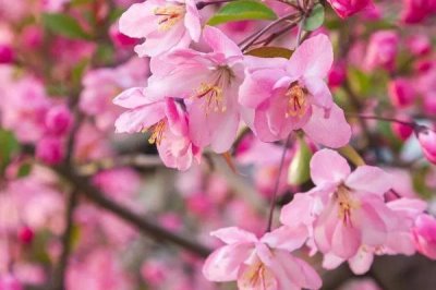 海棠花的花語，寓意離愁、苦戀之情等
