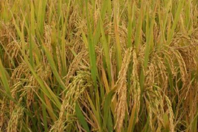 兩優(yōu)隆絲水稻種子特點，中秈兩系雜交水稻品種