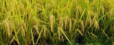 科荃優(yōu)4302水稻品種的特性，秈型三系雜交水稻品種