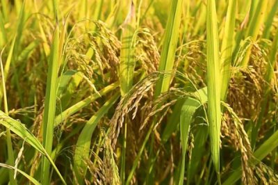 特優(yōu)289水稻種子特征特性，每畝有效穗數(shù)13.7萬
