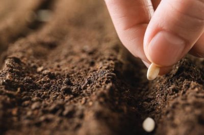 人參種子的種植方法，可春播、夏播或秋播