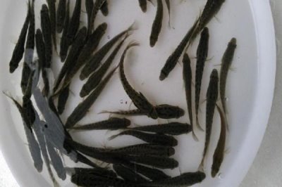 烏魚苗的產(chǎn)地和食物，分布在世界各地的溫帶、熱帶海域