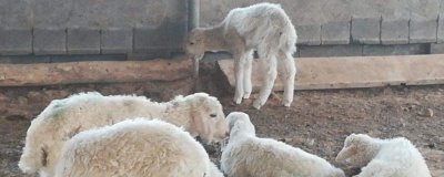 瘦羊如何催肥，可提供蛋白質(zhì)和微生物含量較高的飼料