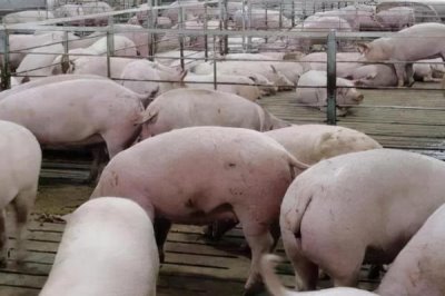 養(yǎng)豬需要辦理什么手續(xù)，農(nóng)村小型養(yǎng)豬場(chǎng)只需辦理個(gè)體工商戶《營(yíng)業(yè)執(zhí)照》