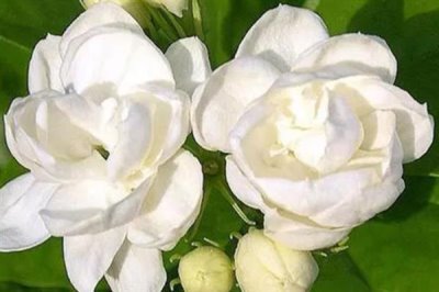 白色茉莉的花語(yǔ)，寓意喜愛(ài)之情、純潔無(wú)暇等