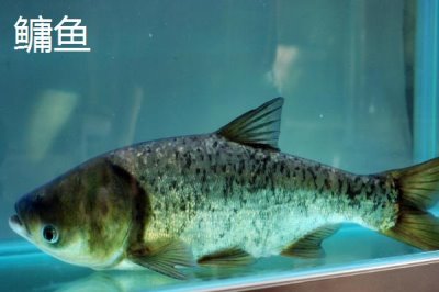 5號(hào)新關(guān)東鉤搭配什么子線，使用4.0號(hào)子線更加適宜