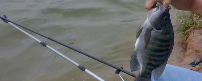 垂釣大羅非魚的方法，可選擇調1目釣3目