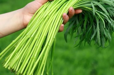 目前哪些野菜有種植前景，蘆蒿、莧菜、苦菜等品種均可種植