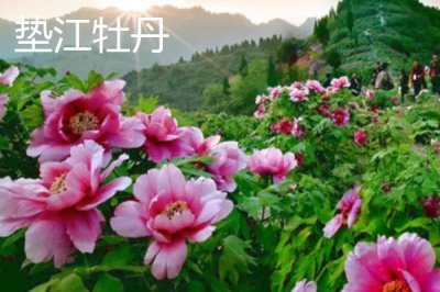 重慶市墊江縣的特產(chǎn)，是聞名全國的丹皮之鄉(xiāng)