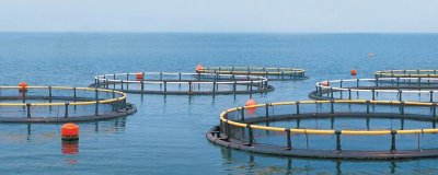 室內(nèi)水產(chǎn)養(yǎng)殖項目，好養(yǎng)又賺錢