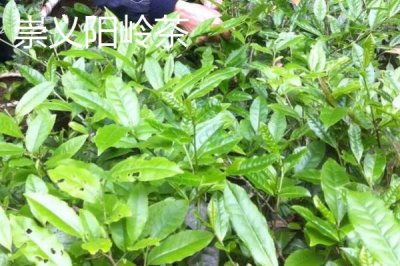 江西贛州市的特產(chǎn)，贛南臍橙成為贛州名片