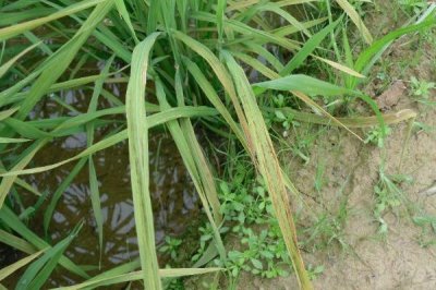 水稻黃葉的原因及防治方法，可能是中毒、缺氮或除草劑藥害等