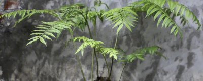 觀音蓮座蕨的養(yǎng)殖方法，喜歡在濕潤(rùn)的環(huán)境種生長(zhǎng)