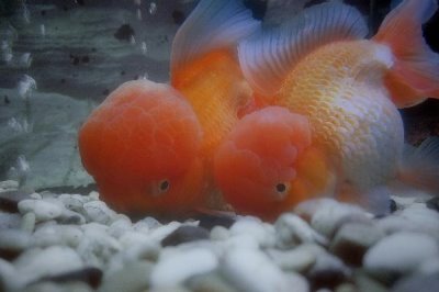 小金魚能曬太陽嗎，可以但不能接受太強烈的光線