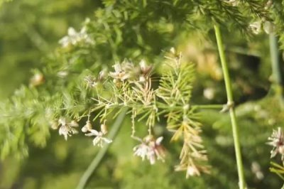 云竹開(kāi)花的寓意，寓意幸福美滿(mǎn)、永恒不變等