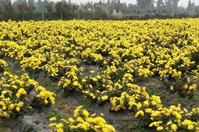 菊花的田間管理技術(shù)，生長期還應(yīng)進(jìn)行5次追肥