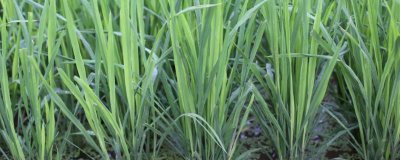 野香優(yōu)2115水稻種子介紹，該品種基部葉葉鞘綠色