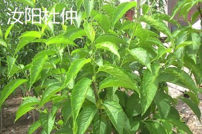河南省汝陽(yáng)縣特產(chǎn)介紹，歷史名酒杜康的發(fā)祥地