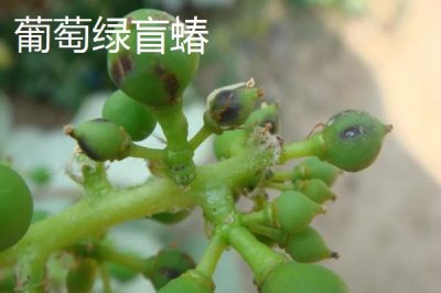 氯氰菊酯適合什么時(shí)候打，不同蟲害的防治時(shí)間和方式不同