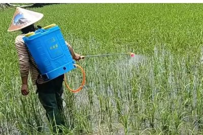 異丙草胺苗后能用嗎，通常不可在作物出苗后進(jìn)行使用