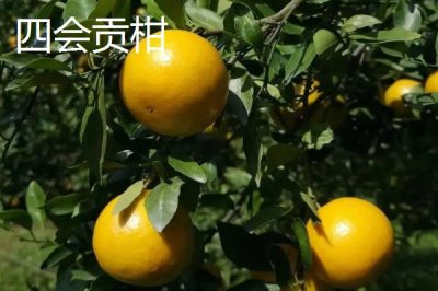 廣東省四會市的特產(chǎn)，四會玉器聞名遐邇