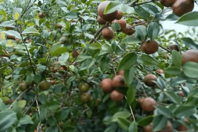 大果寒露2號油茶，為大果早花型品種